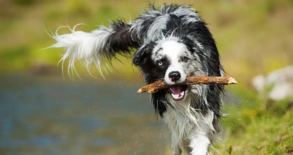 6 Conseils pour apprendre à votre chien à aller chercher