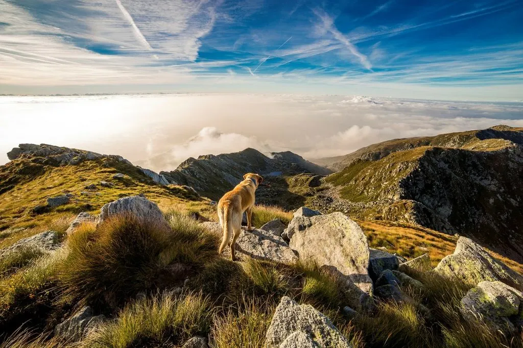▶ combien coute assurance maladie pour chien, Assurance Animaux Pas Cher, Comparatifs Gratuits