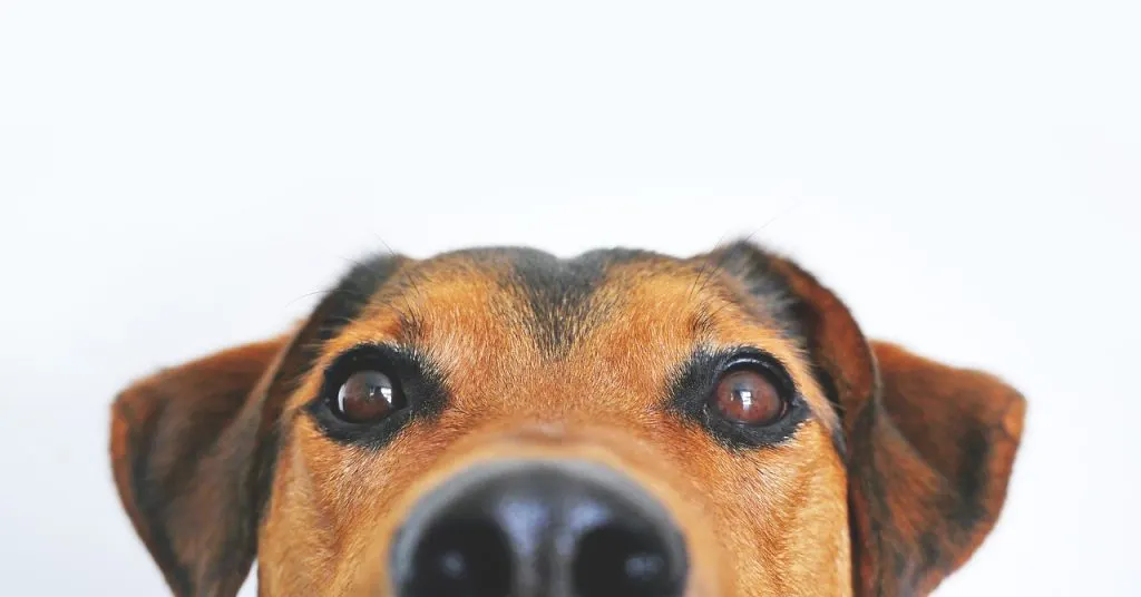 ▶ assurance chien bien ou pas, Assurance Animaux Pas Cher, Comparatifs Gratuits