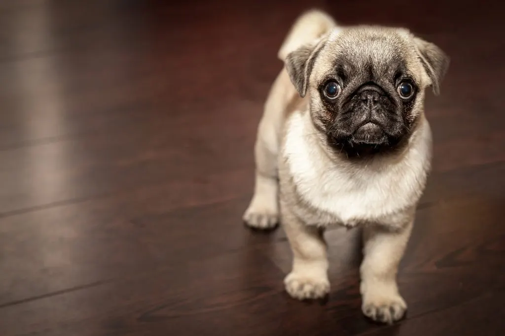 ▶ assurance ou mutuelle pour chien, Assurance Animaux Pas Cher, Comparatifs Gratuits