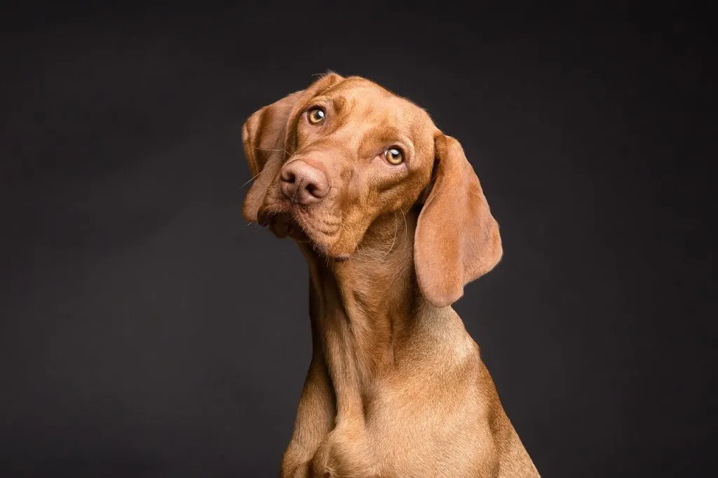 ▶ Achat collier pour dressage chien pas cher | Avis et Conseil
