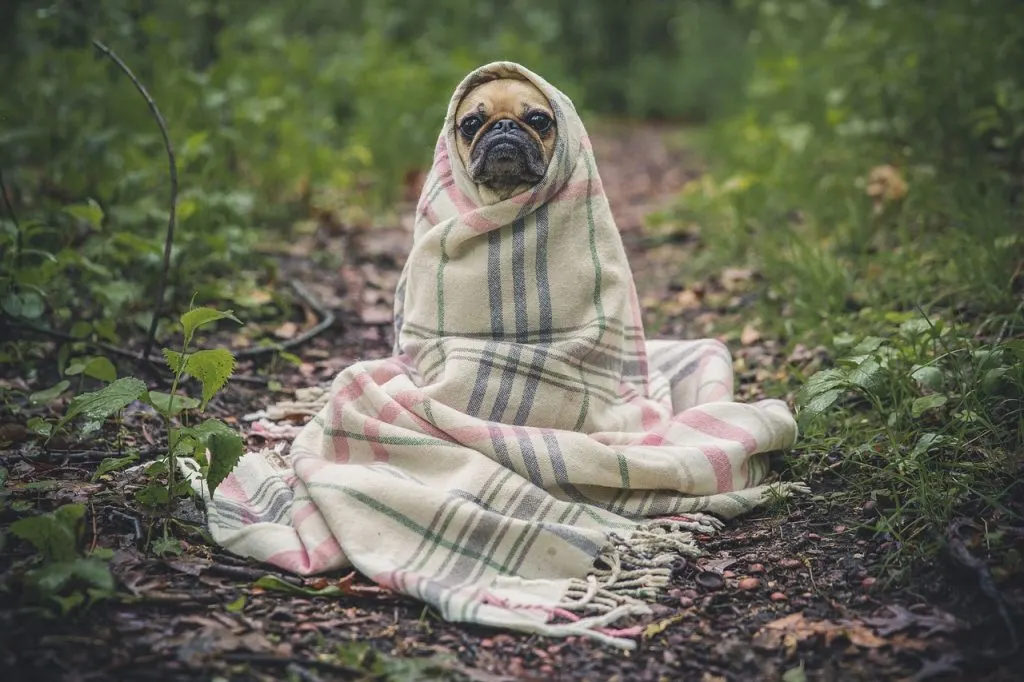 ▶ Achat laisse de dressage pour grand chien pas cher | Avis et Conseil
