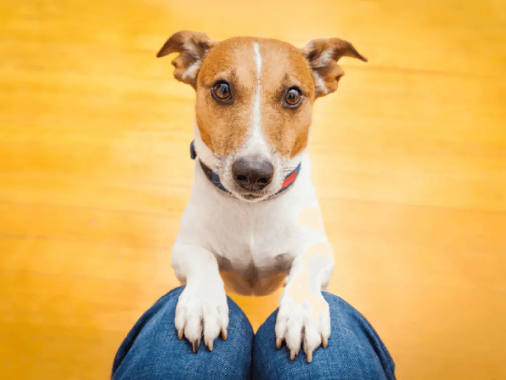 Comment apprendre à son chien à faire le salut ?