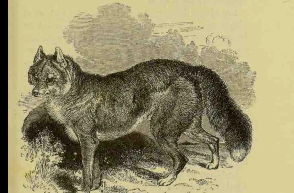 Comment apprendre à son chien à ne pas aller vers les gens ?