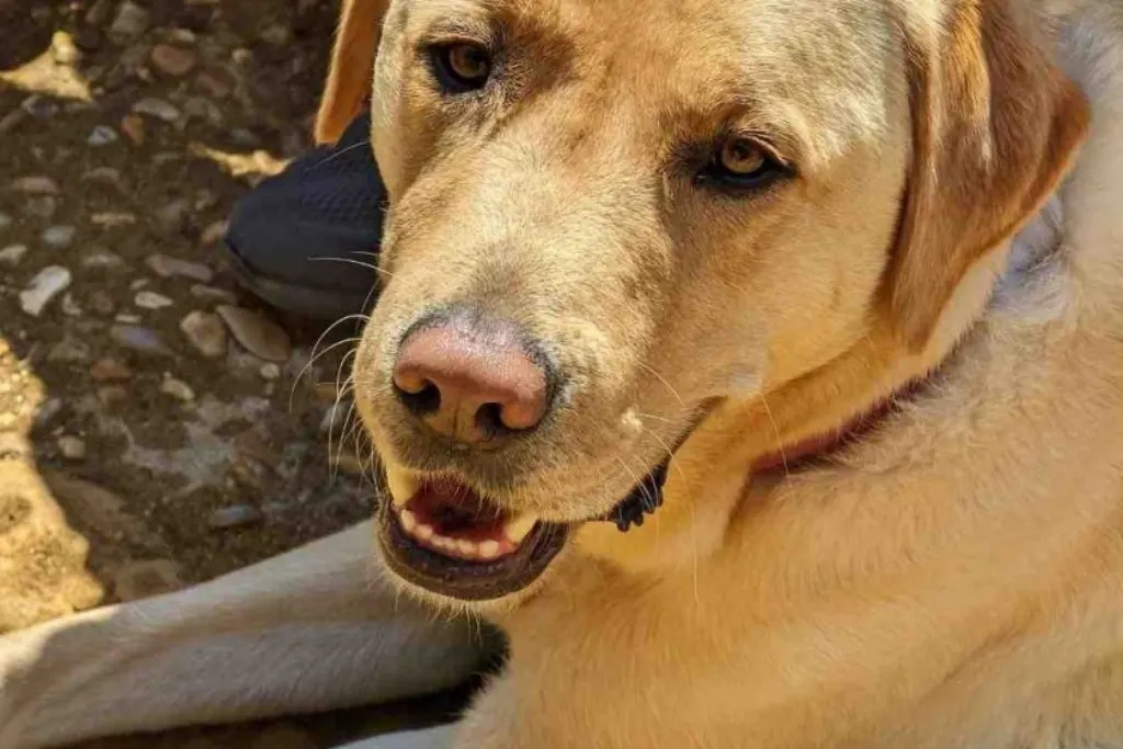 Comment apprendre à un chien à ne pas sauter ?