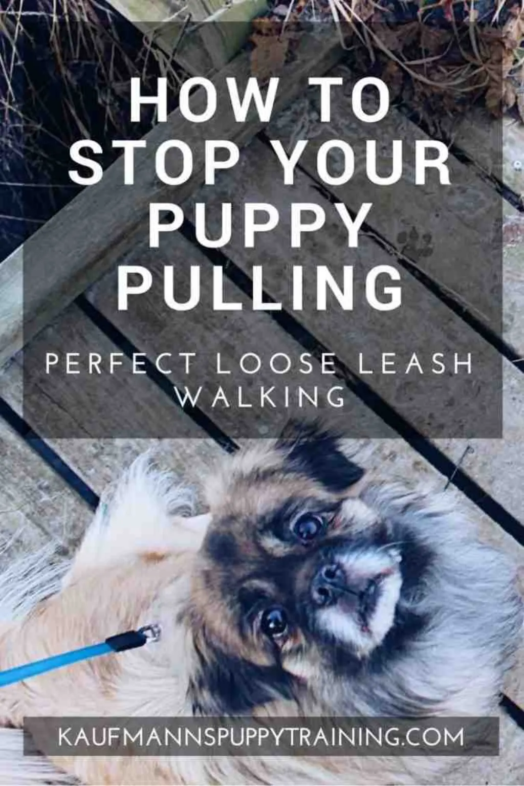 Comment apprendre à un chien à ne pas tirer sur la laisse ?