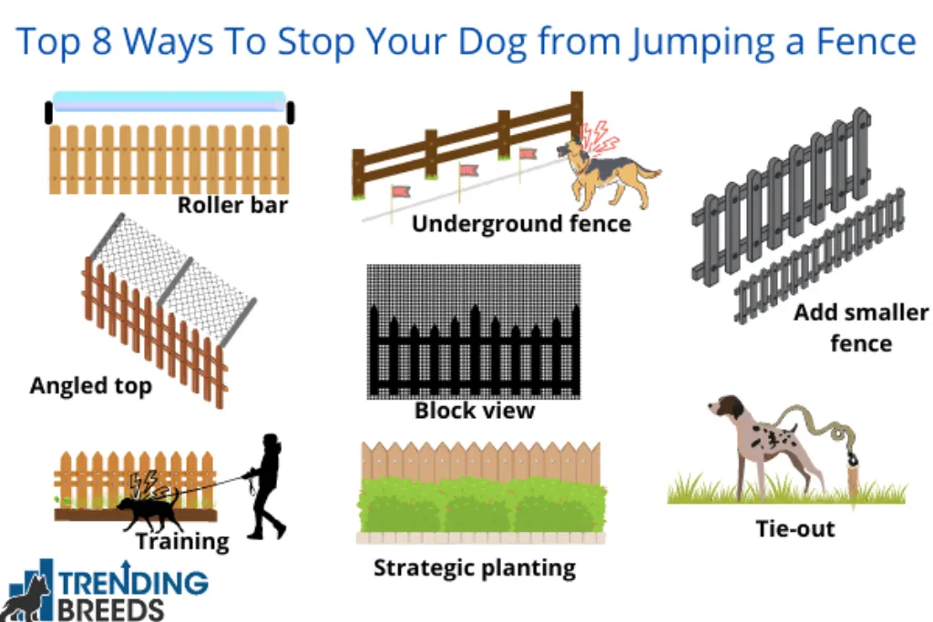 Comment bien communiquer avec son chien ?