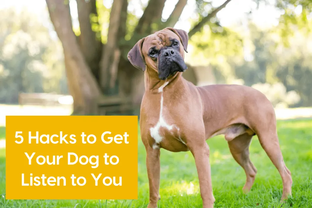 Comment calculer la ration d'un chiot ?