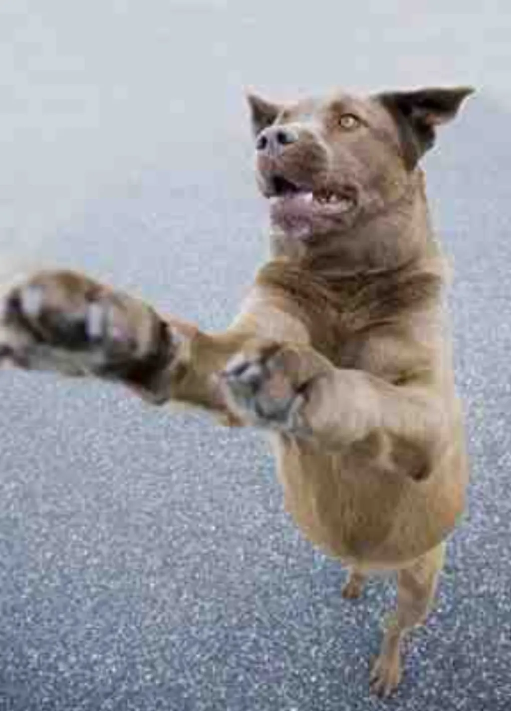 Comment calmer son chien en 10 secondes ?