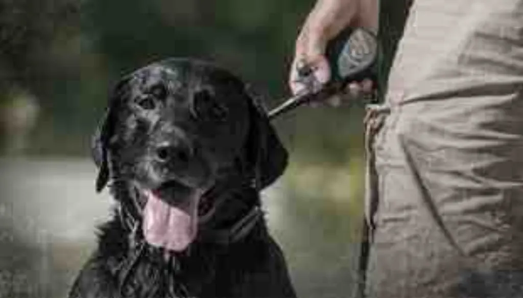 Comment choisir le bon collier pour chien ?