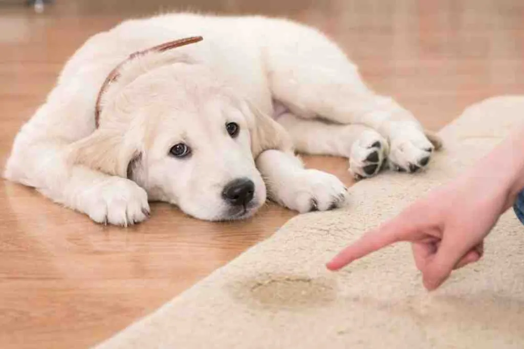 Comment dresser un chien âgé ?