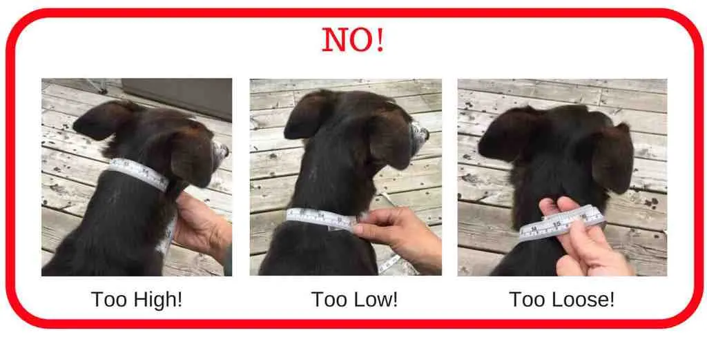 Comment dresser un chiot Malinois de 2 mois ?