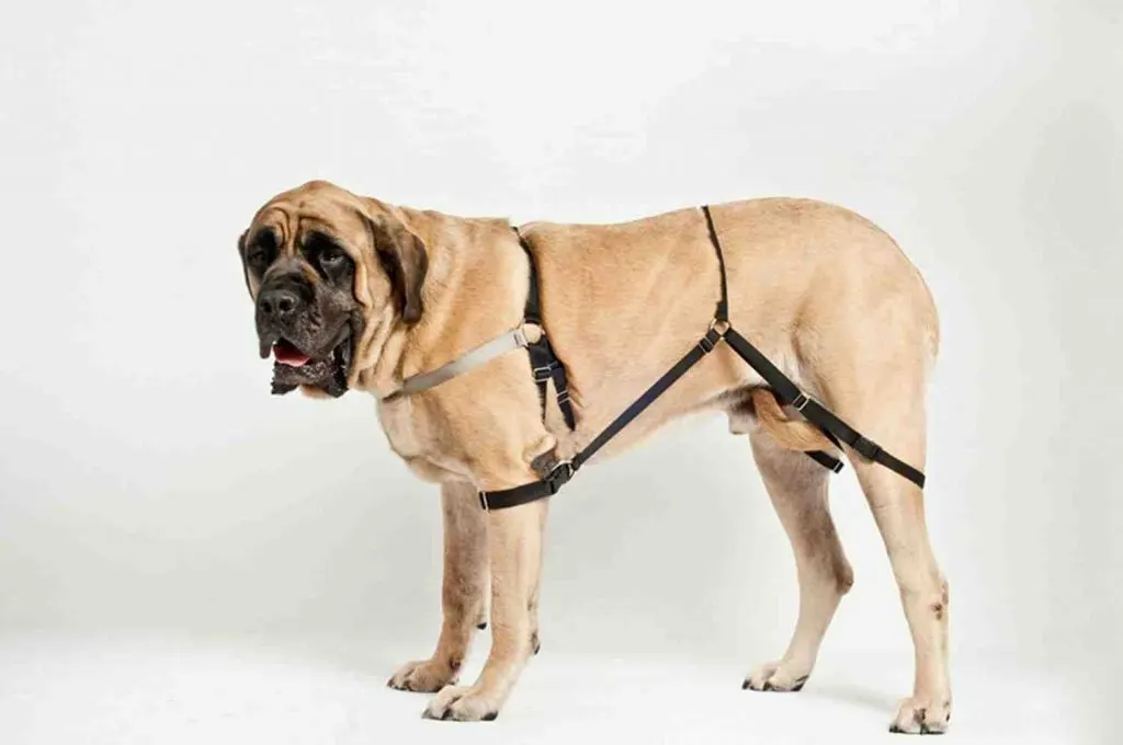 Comment empêcher mon chiot de me sauter dessus ?
