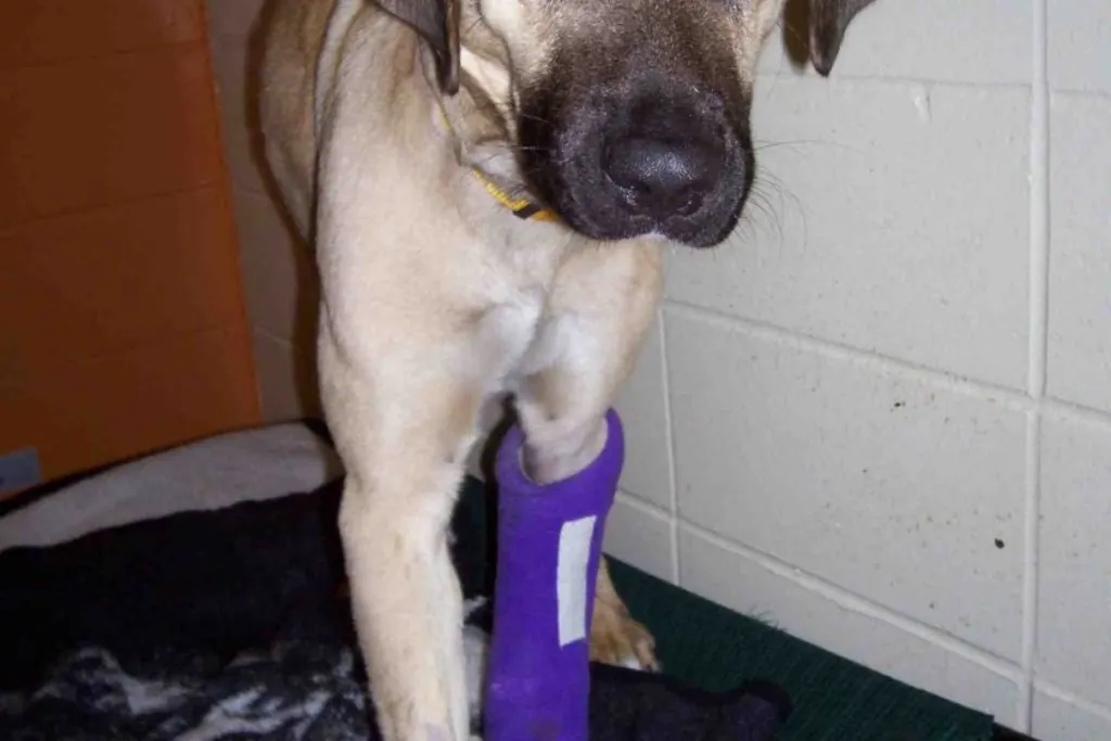 Comment empêcher un chien de sauter pour dire bonjour ? [year]