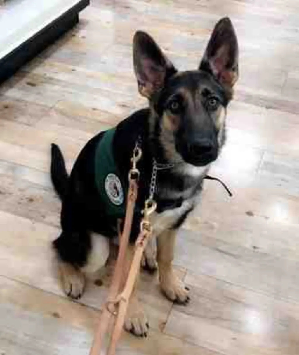 Comment encourager un chien ?