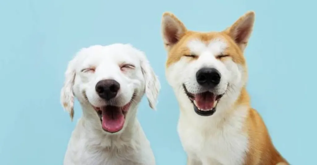 Comment être ferme avec un chiot ?