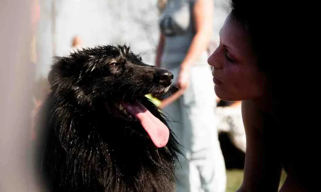 Comment faire obéir un chien adulte ?