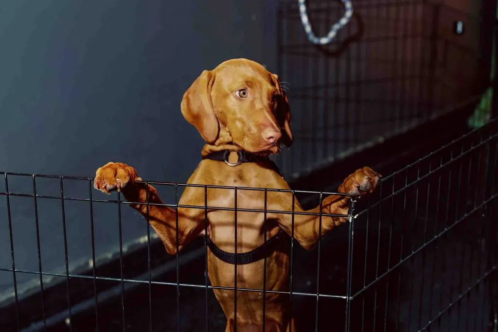 Comment faire pour dresser un chiot ?