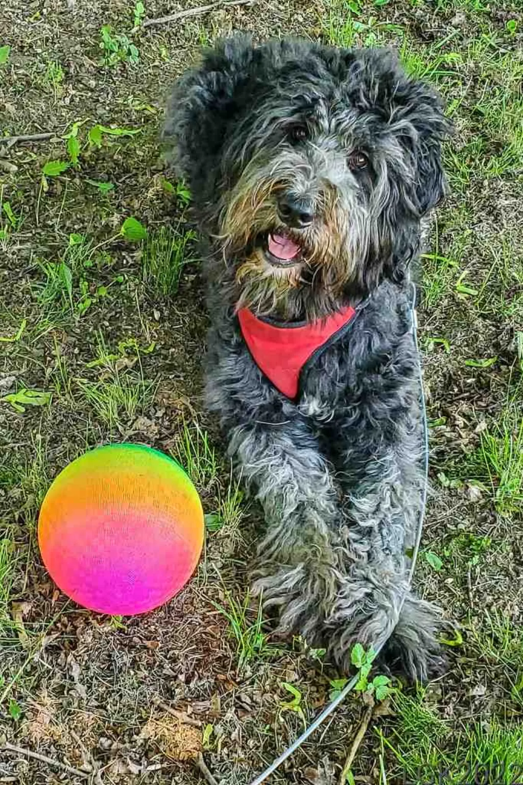 Comment faire pour que son chien arrête de tirer en laisse ? [year]