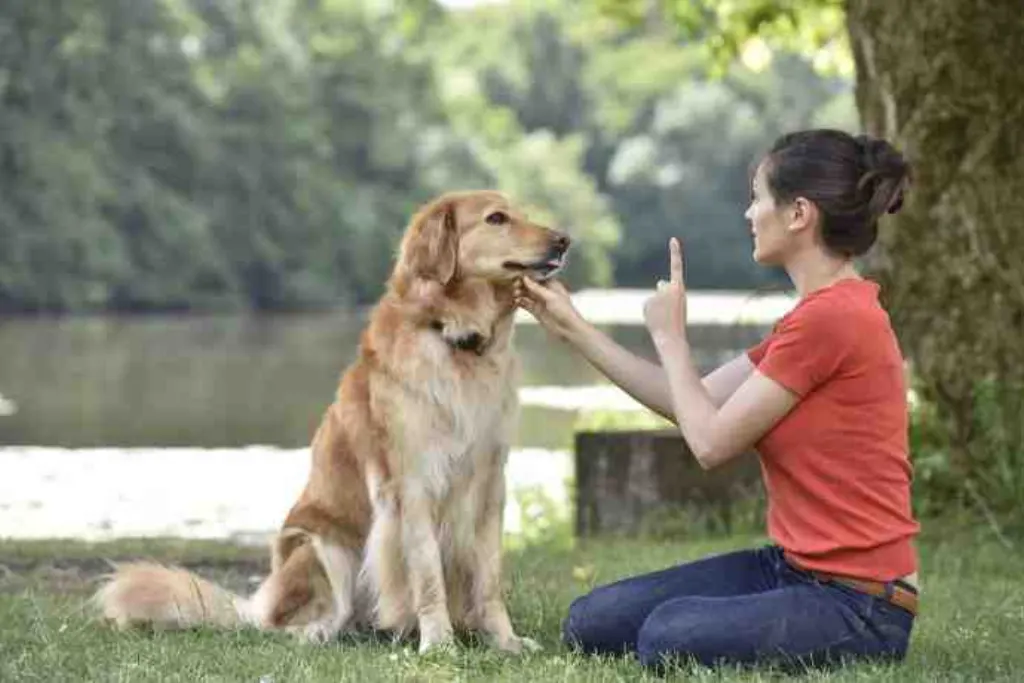 Comment on sait qui est le maitre du chien ?
