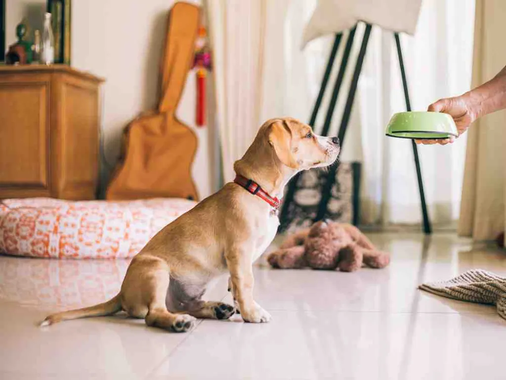 Comment un chien domine un autre ?