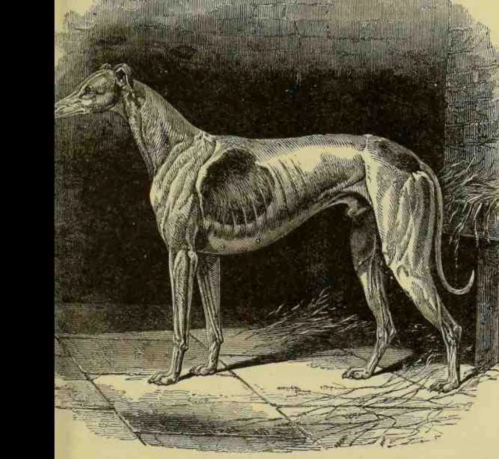 Dressage chien qui tire en laisse [year]