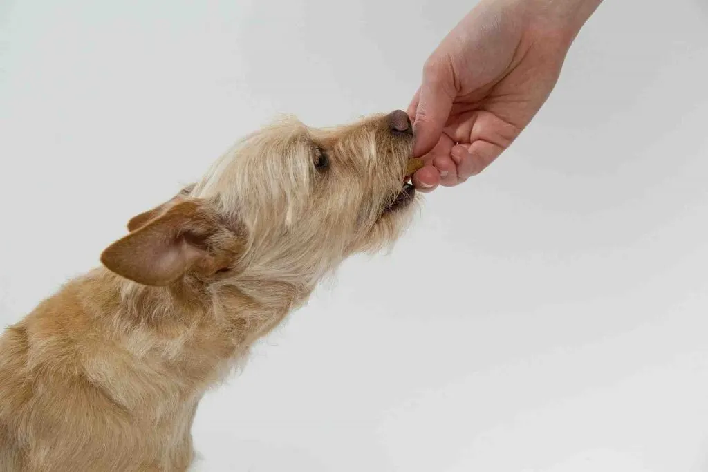 Est-ce que mon chien est heureux test ?