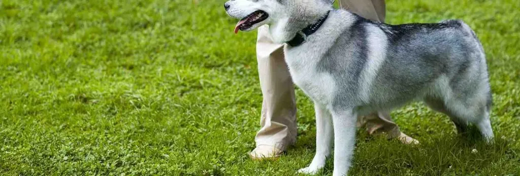 Est-ce qu'un chien comprend les mots ?