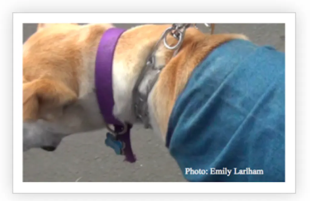 Est-ce qu'un chien doit être tenu en laisse ?