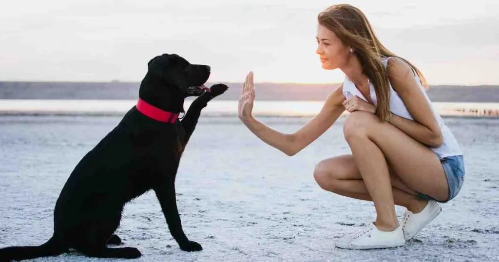 Pourquoi le chien lèche son maître ?