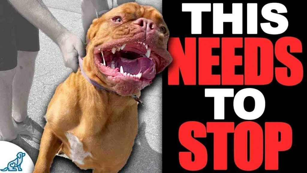 Pourquoi les chiens sautent sur les gens ?