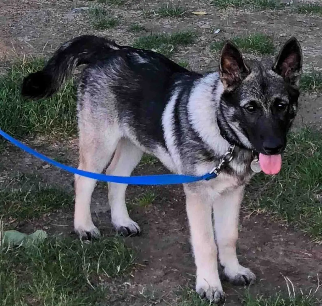 Pourquoi mon chien préfère les autres ?