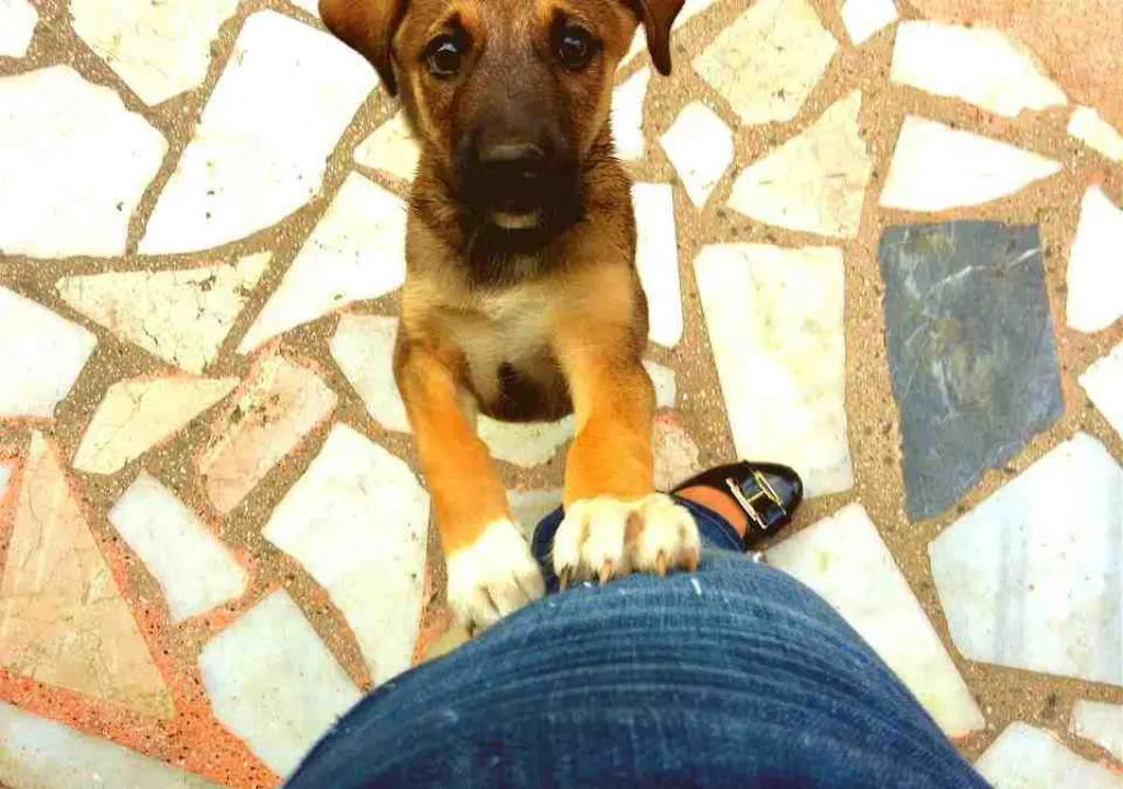 Pourquoi un chien aboie sur son maitre ?