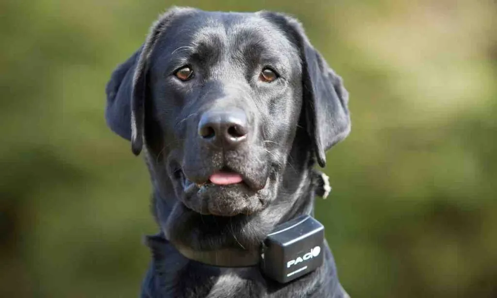 Pourquoi utiliser un collier electrique pour chien ?
