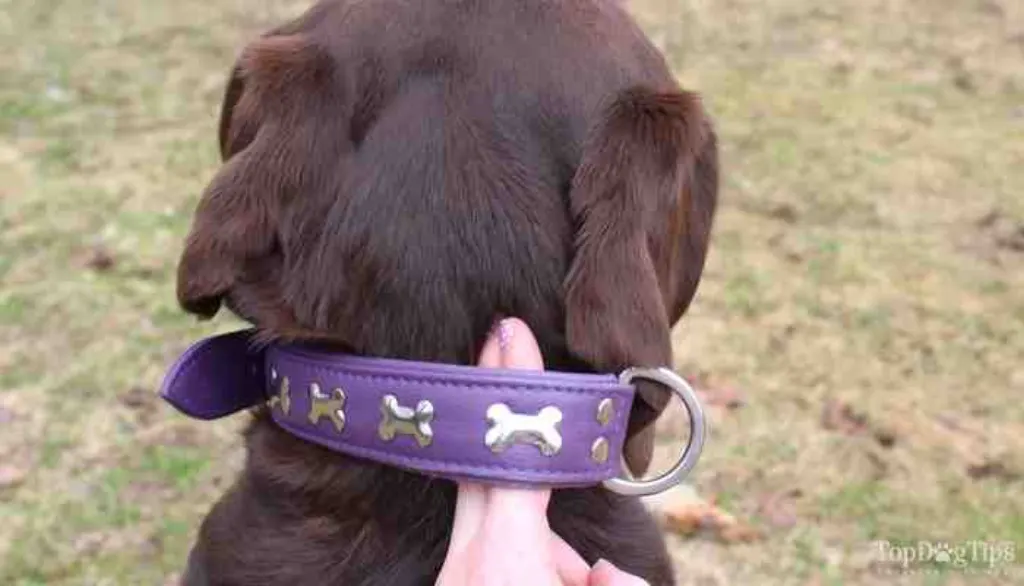 Pourquoi utiliser un collier electrique pour chien ?