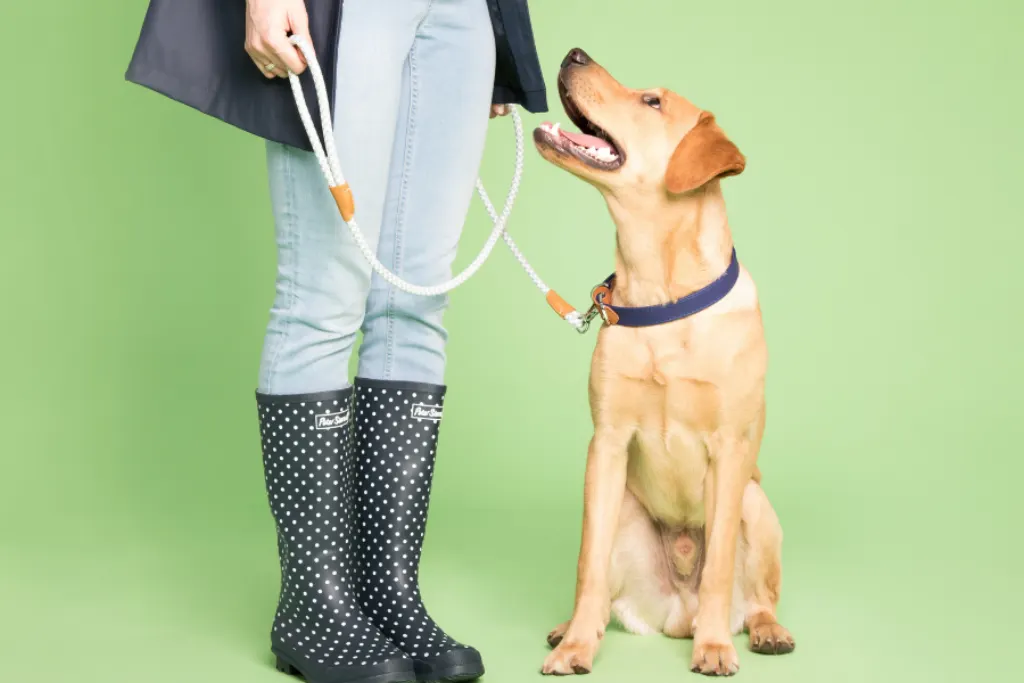 Quand commencer la marche en laisse ?