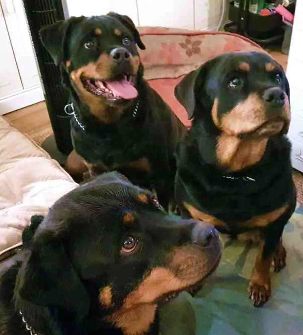 Quand commencer le dressage d'un chien ?
