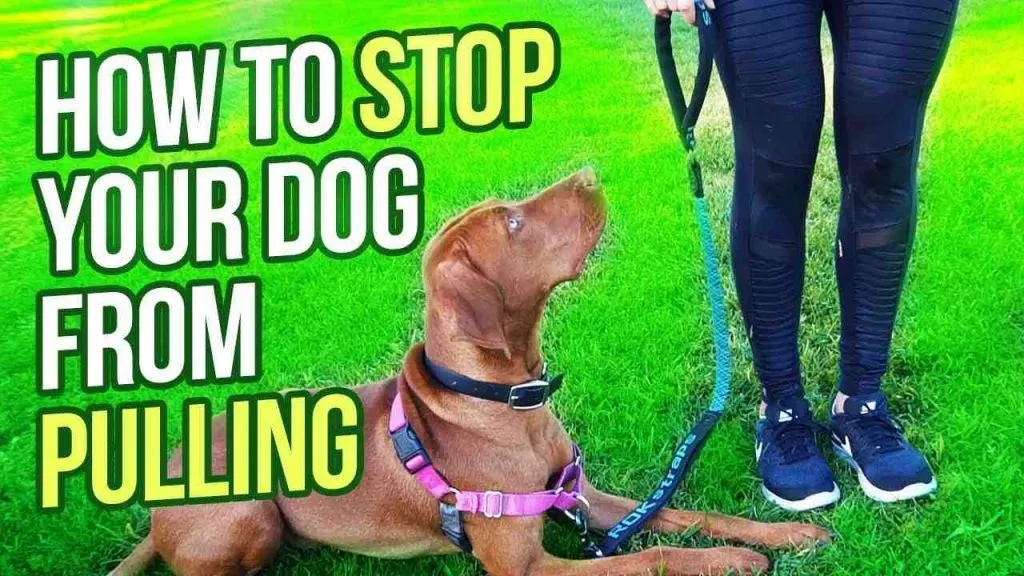 Quel collier et laisse pour un chiot ?