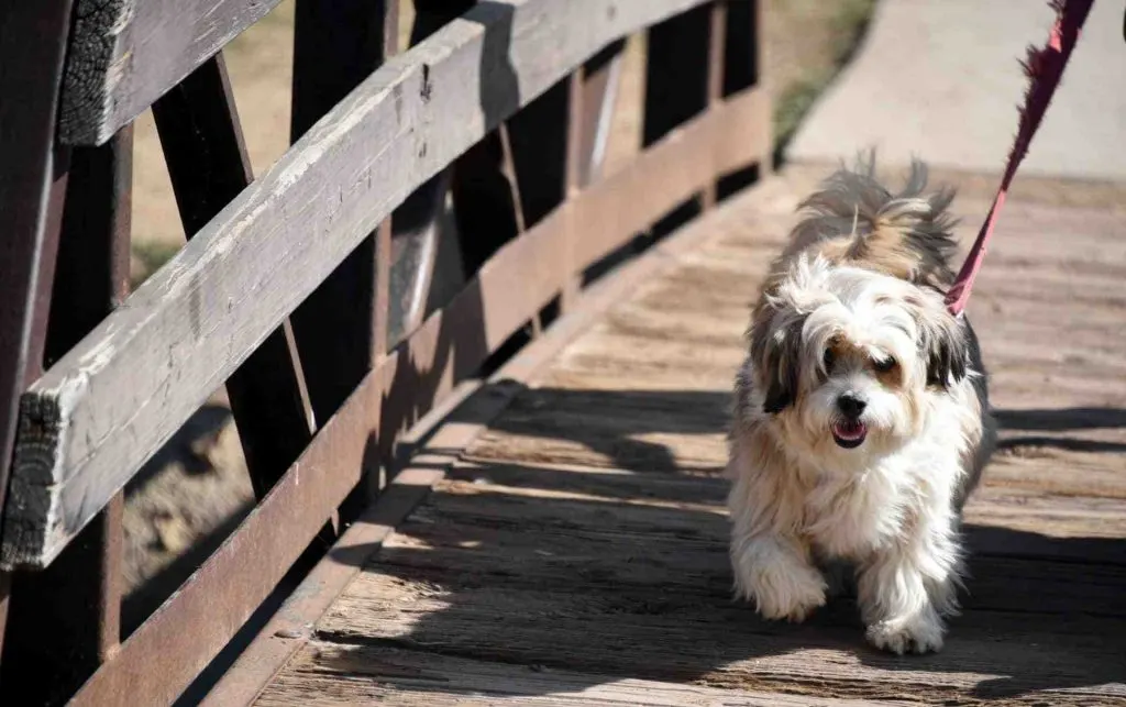 Quel collier pour un chien qui tire en laisse ?
