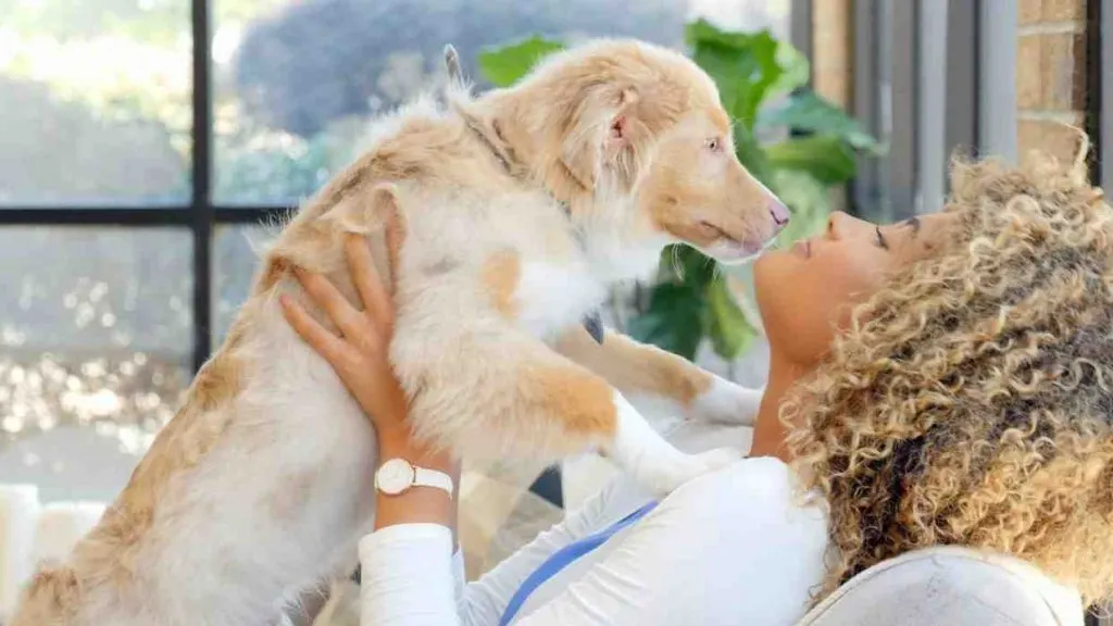 Quelles sont les odeurs que les chiens n'aiment pas ?