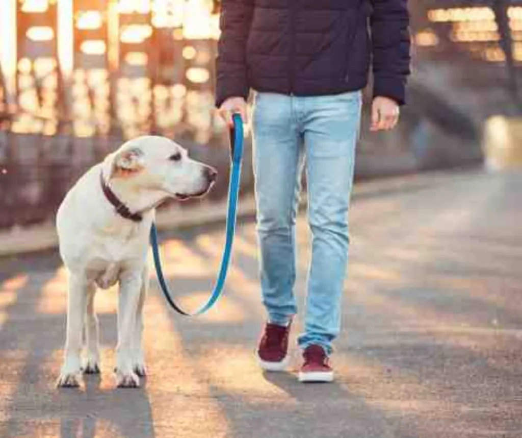 Quels sont les symptômes d'un chien malade ?