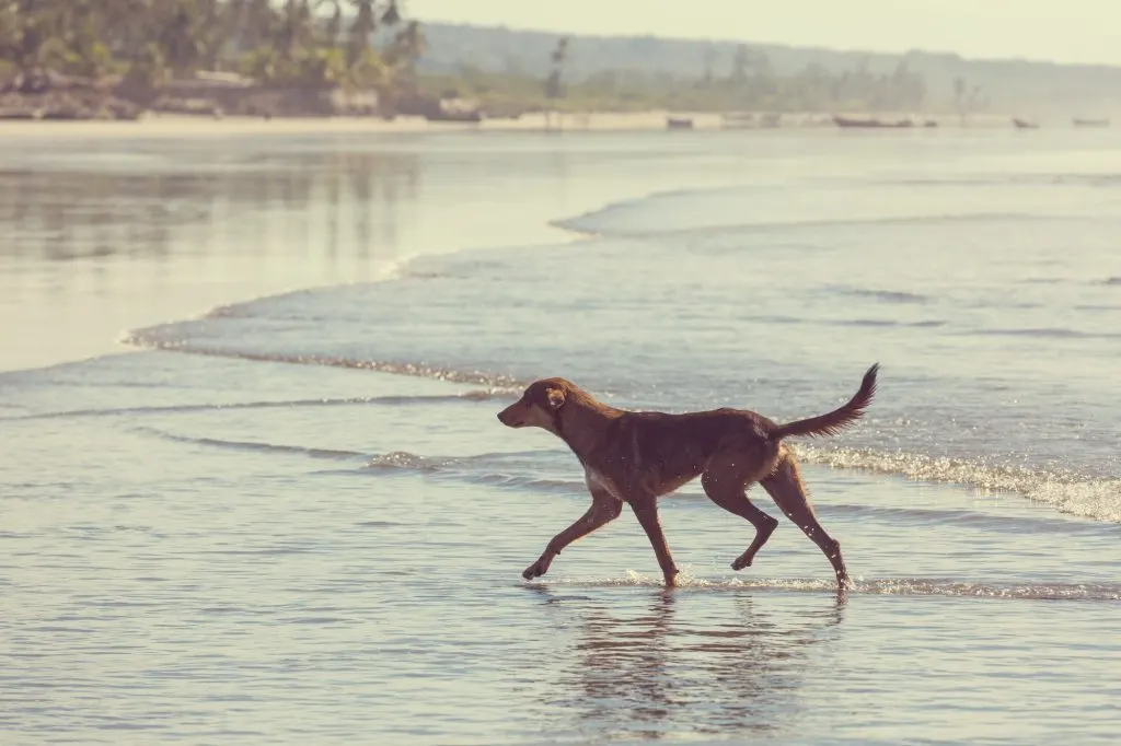 Dog on the beach