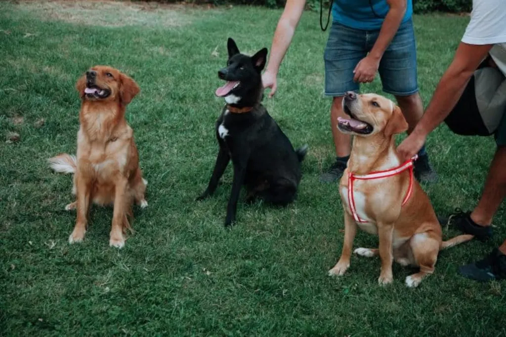Trained dogs