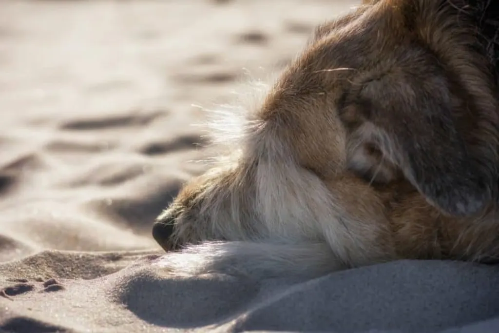 découvrez la plage accueillante pour les chiens, un endroit idéal pour profiter du beau temps en compagnie de votre animal de compagnie.