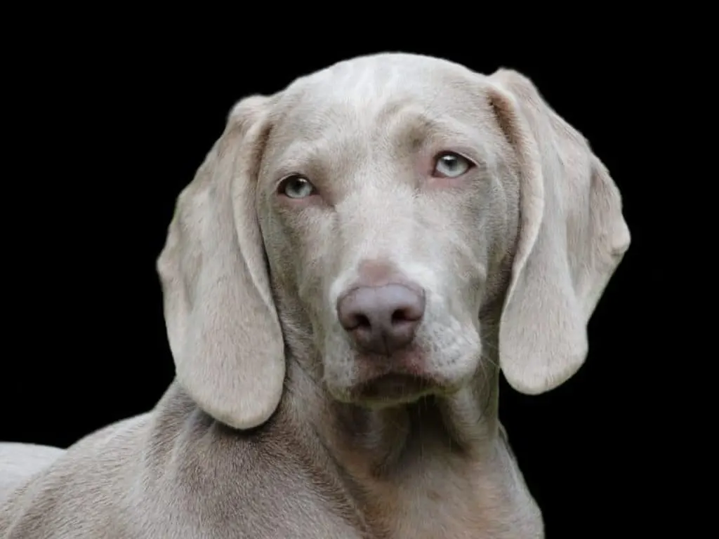 découvrez l'histoire touchante des chiens abandonnés, ces compagnons loyaux à la recherche d'un foyer aimant. engagez-vous à faire la différence en adoptant un animal et en lui offrant une seconde chance.