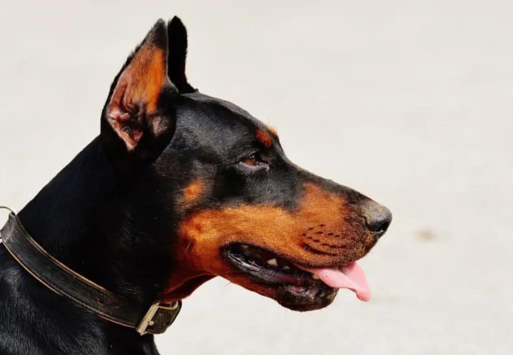 découvrez notre guide complet sur les chiens d'assistance : leur rôle, leur formation et les bénéfices qu'ils apportent à leurs maîtres. apprenez comment ces compagnons fidèles améliorent la vie des personnes en situation de handicap.