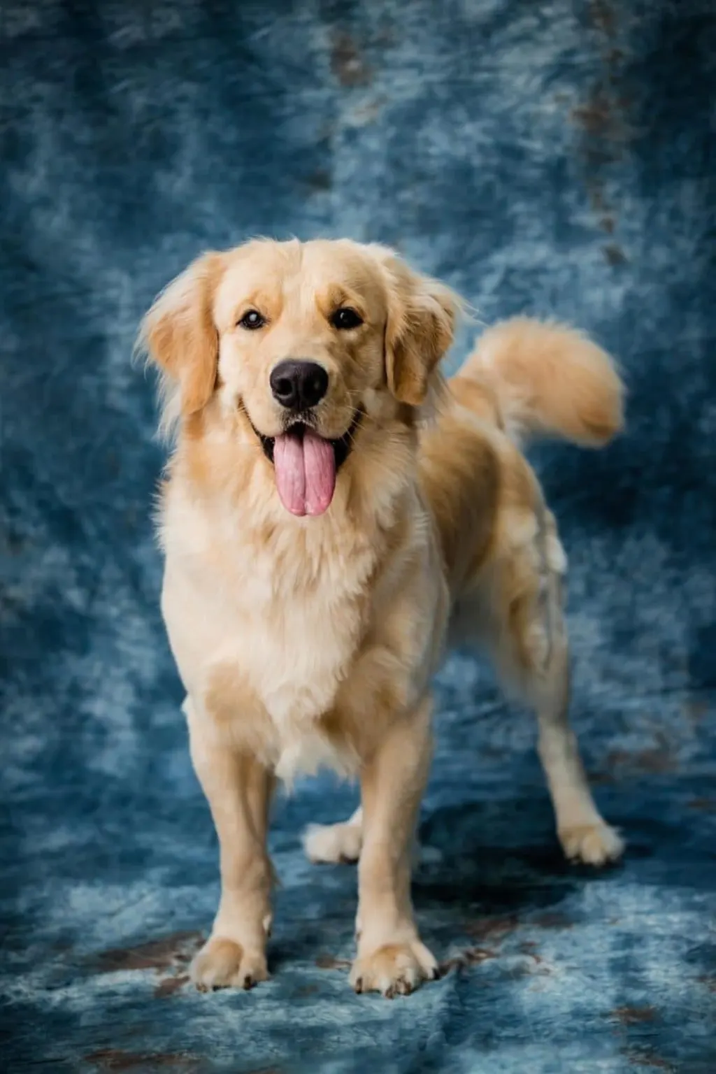 découvrez tout ce qu'il faut savoir sur les chiens : soins, éducation, races et conseils pour un compagnon heureux et en bonne santé.