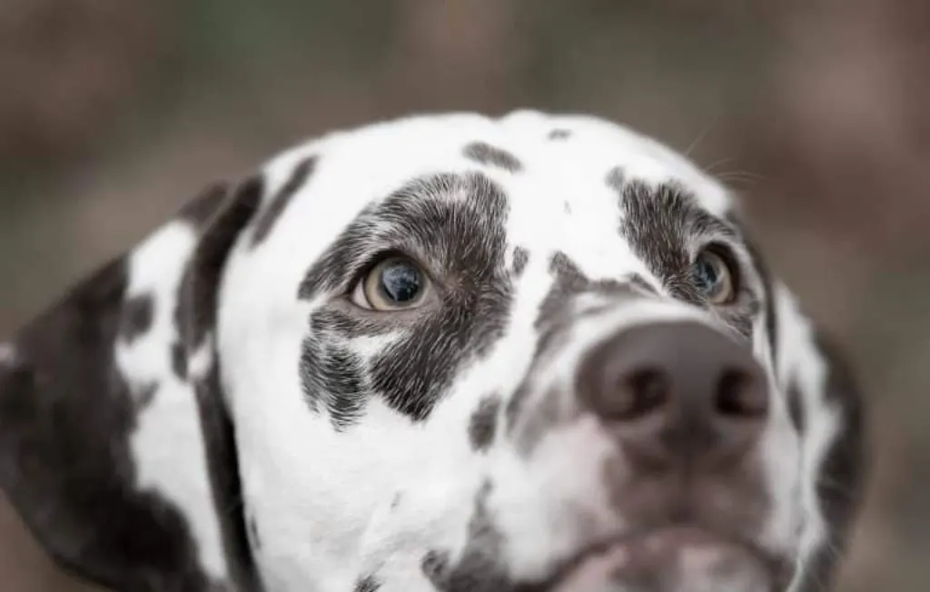 découvrez l'art de la photographie animalière avec des astuces pour capturer des chiens en action. apprenez à immortaliser les moments précieux de votre compagnon à quatre pattes grâce à des techniques professionnelles et des conseils pratiques.