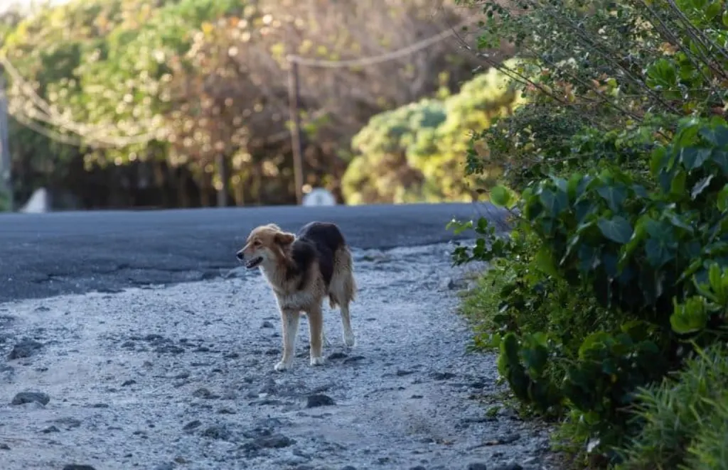découvrez l'histoire touchante d'un chien abandonné, en quête d'un foyer aimant. suivez son parcours émouvant et apprenez comment donner une seconde chance à ces animaux vulnérables.