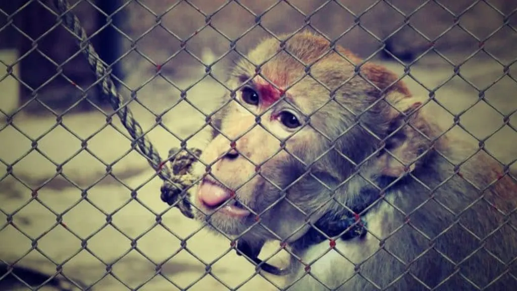 découvrez la réalité de la cruauté envers les animaux et comment nous pouvons lutter ensemble contre ce fléau. informez-vous sur les différentes formes de maltraitance animale et les actions à entreprendre pour protéger nos compagnons à quatre pattes.